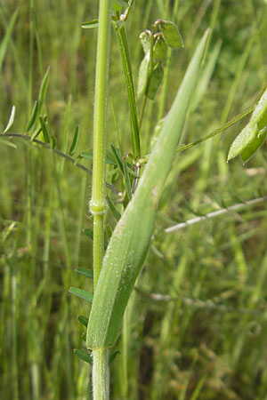 Bromus hordeaceus agg. \ Weiche Trespe / Soft Brome, D Mannheim 16.5.2009