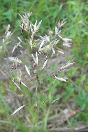 Helictotrichon pubescens / Downy Alpine Oat Grass, D Günzburg 22.5.2009