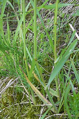 Helictotrichon pubescens / Downy Alpine Oat Grass, D Günzburg 22.5.2009