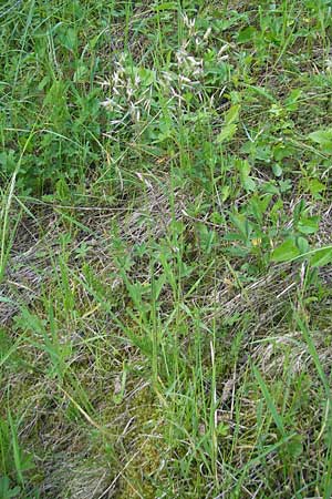 Helictotrichon pubescens \ Flaumiger Wiesenhafer / Downy Alpine Oat Grass, D Günzburg 22.5.2009
