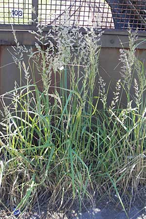 Calamagrostis epigejos \ Land-Reitgras / Wood Small Reed, D Karlsruhe 13.6.2009