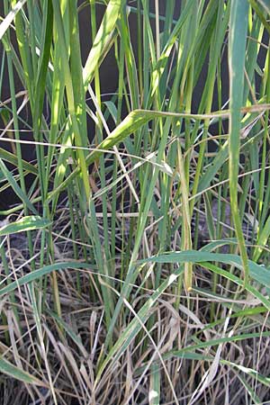 Calamagrostis epigejos \ Land-Reitgras / Wood Small Reed, D Karlsruhe 13.6.2009