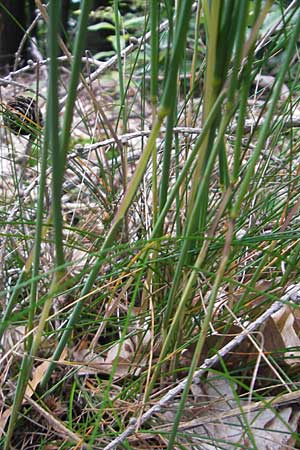 Deschampsia flexuosa \ Draht-Schmiele / Wavy Hair Grass, D Eisenberg 28.6.2009