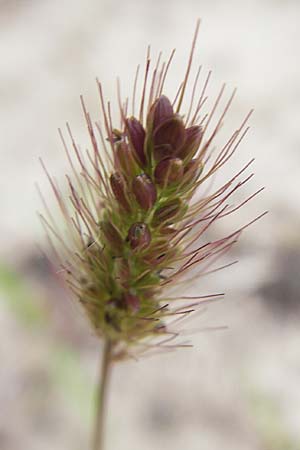 Setaria pumila \ Rote Borstenhirse, Fuchsrote Borstenhirse, D Sandhausen 3.7.2009