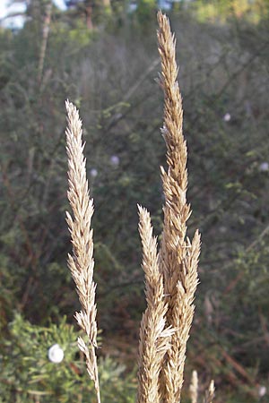 Koeleria glauca \ Blaugrnes Schillergras / Blue Hair Grass, D Sandhausen 30.7.2009