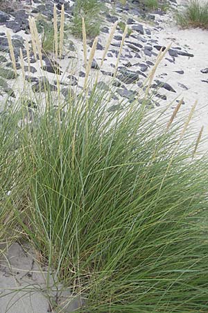 Calamagrostis arenaria \ Strand-Hafer / European Marram Grass, European Beach Grass, D Fehmarn 3.8.2009