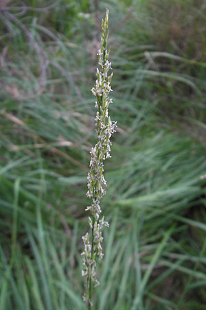 Molinia arundinacea \ Rohr-Pfeifengras, D Bad Dürkheim 20.8.2009