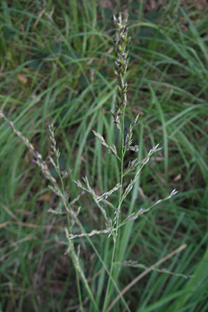 Molinia arundinacea \ Rohr-Pfeifengras, D Bad Dürkheim 20.8.2009