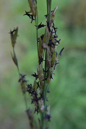 Molinia arundinacea \ Rohr-Pfeifengras / Tall Moor Grass, D Bad Dürkheim 20.8.2009