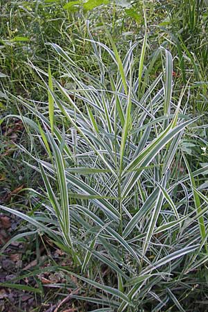 Phalaris arundinacea var. picta \ Buntes Glanzgras / Variegated Ribbon Grass, Gardener's Garters, D Odenwald, Wilhelmsfeld 27.8.2009