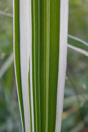 Phalaris arundinacea var. picta \ Buntes Glanzgras, D Odenwald, Wilhelmsfeld 27.8.2009