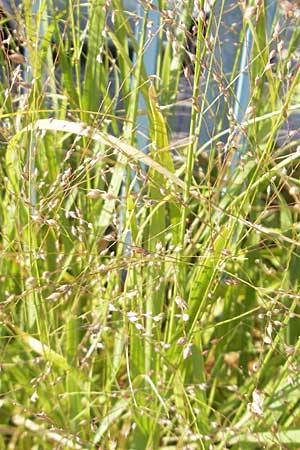 Panicum virgatum \ Rotbraunblttrige Ruten-Hirse / Switch Grass, D Weinheim an der Bergstraße 8.9.2009