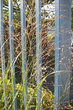 Panicum virgatum \ Rotbraunblttrige Ruten-Hirse / Switch Grass, D Weinheim an der Bergstraße 8.9.2009