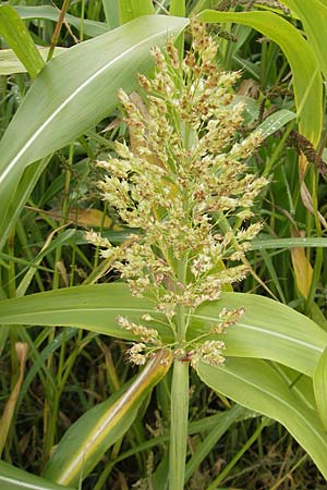 Sorghum bicolor agg. \ Mohrenhirse, Zucker-Hirse / Great Millet, D Feuchtwangen 9.10.2009