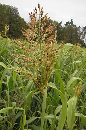 Sorghum bicolor agg. \ Mohrenhirse, Zucker-Hirse, D Feuchtwangen 9.10.2009