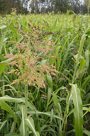 Sorghum bicolor agg. \ Mohrenhirse, Zucker-Hirse / Great Millet, D Feuchtwangen 9.10.2009