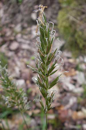 Anthoxanthum odoratum / Sweet Vernal Grass, D Rheinhessen, Neu-Bamberg 15.5.2010