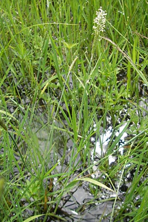 Alopecurus geniculatus \ Knick-Fuchsschwanz / Marsh Foxtail, D Eppertshausen 12.6.2010