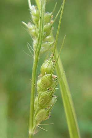 Echinochloa crus-galli \ Hhnerhirse / Cockspur, D Mannheim 11.7.2010