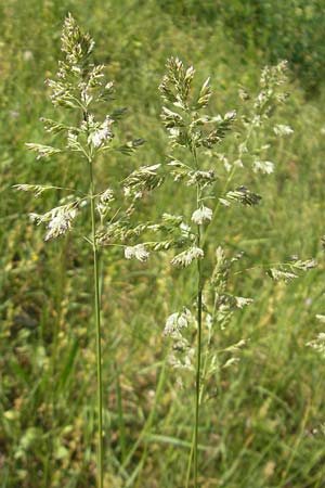 Holcus mollis \ Weiches Honiggras / Creeping Velvet Grass, D Karlsruhe 7.5.2011