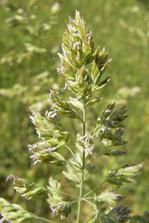 Holcus mollis \ Weiches Honiggras / Creeping Velvet Grass, D Karlsruhe 7.5.2011