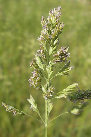 Holcus mollis \ Weiches Honiggras / Creeping Velvet Grass, D Karlsruhe 7.5.2011