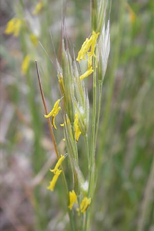 Bromus erectus \ Aufrechte Trespe, Berg-Trespe / Erect Brome, D Hemsbach 11.5.2011