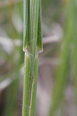 Bromus erectus \ Aufrechte Trespe, Berg-Trespe / Erect Brome, D Hemsbach 11.5.2011