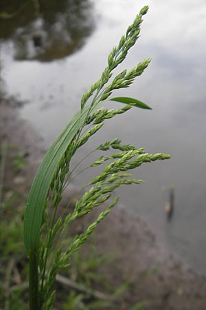 Poa palustris \ Sumpf-Rispengras / Swamp Meadow Grass, D Idar-Oberstein 14.5.2011