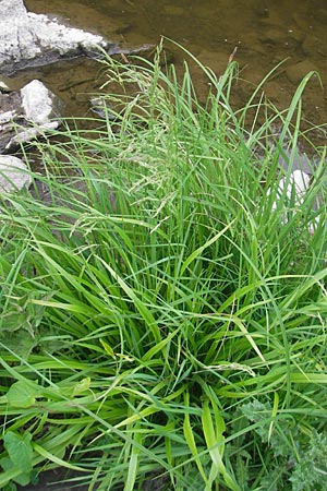 Poa palustris \ Sumpf-Rispengras / Swamp Meadow Grass, D Idar-Oberstein 14.5.2011