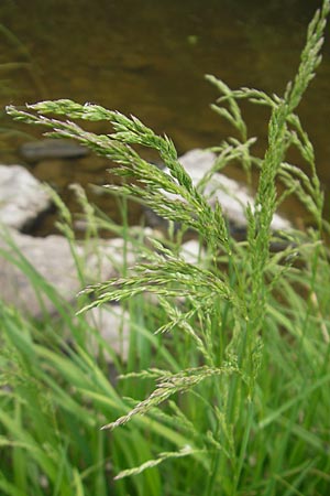 Poa palustris \ Sumpf-Rispengras / Swamp Meadow Grass, D Idar-Oberstein 14.5.2011