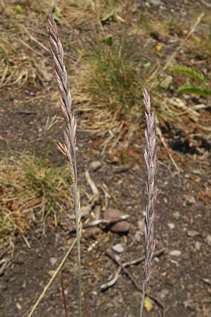 Festuca rhenana \ Rheinischer Schwingel / Rhenish Fescue, D Idar-Oberstein 3.6.2011