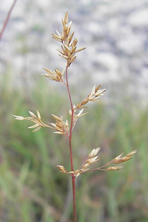 Agrostis stolonifera \ Weies Straugras / Creeping Bentgrass, D Hegne 17.6.2011