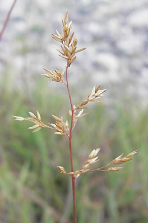 Agrostis stolonifera \ Weies Straugras, D Hegne 17.6.2011