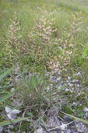 Agrostis stolonifera \ Weißes Straußgras / Creeping Bentgrass, D Hegne 17.6.2011