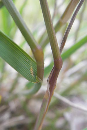 Agrostis stolonifera \ Weies Straugras, D Hegne 17.6.2011