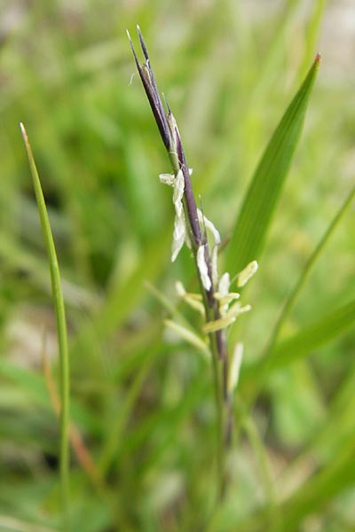 Nardus stricta \ Borst-Gras, D Oberstdorf 22.6.2011