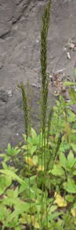 Hordelymus europaeus / Wood Barley, D Idar-Oberstein 25.6.2011