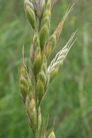 Bromus hordeaceus agg. \ Weiche Trespe / Soft Brome, D Viernheim 21.7.2011