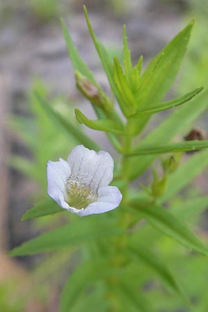 Gratiola officinalis \ Gottes-Gnadenkraut, D Hanhofen 23.7.2011