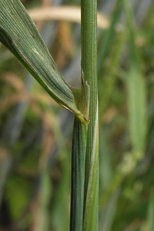 Alopecurus myosuroides \ Acker-Fuchsschwanz / Black-Grass, D Mainz 30.6.2012