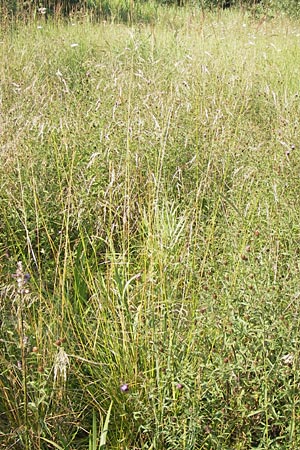 Poa palustris \ Sumpf-Rispengras / Swamp Meadow Grass, D Pfalz, Speyer 25.7.2012