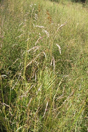 Poa palustris \ Sumpf-Rispengras / Swamp Meadow Grass, D Pfalz, Speyer 25.7.2012