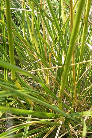 Poa palustris \ Sumpf-Rispengras / Swamp Meadow Grass, D Pfalz, Speyer 25.7.2012