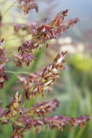 Sorghum halepense \ Aleppo-Mohrenhirse / Johnson Grass, D Mannheim 24.9.2013