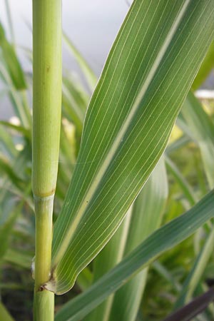 Sorghum halepense \ Aleppo-Mohrenhirse / Johnson Grass, D Mannheim 24.9.2013