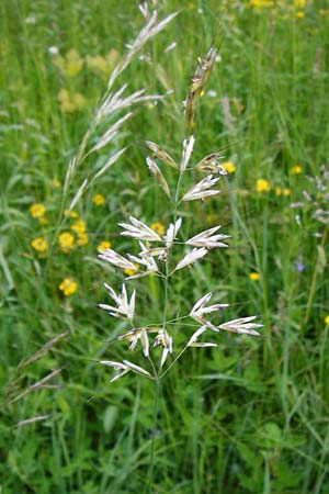 Helictotrichon pubescens \ Flaumiger Wiesenhafer / Downy Alpine Oat Grass, D Ketsch 16.5.2014