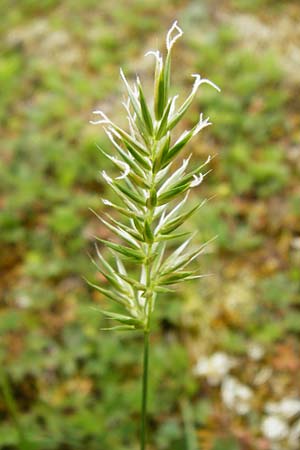 Anthoxanthum odoratum \ Gewhnliches Ruch-Gras, D Wetzlar 24.5.2014