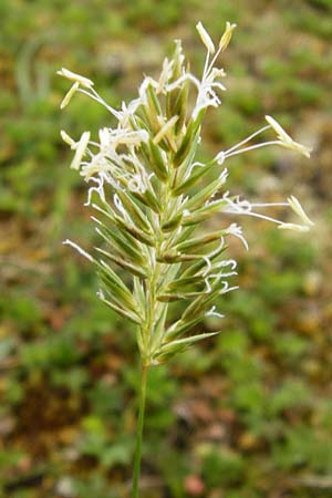 Anthoxanthum odoratum \ Gewhnliches Ruch-Gras / Sweet Vernal Grass, D Wetzlar 24.5.2014