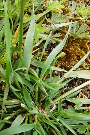 Anthoxanthum odoratum \ Gewhnliches Ruch-Gras / Sweet Vernal Grass, D Wetzlar 24.5.2014